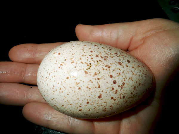 Pemilihan telur yang teliti adalah kunci untuk mendapatkan ternakan yang sihat