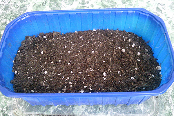 amestec de sol pentru plantarea căpșunilor