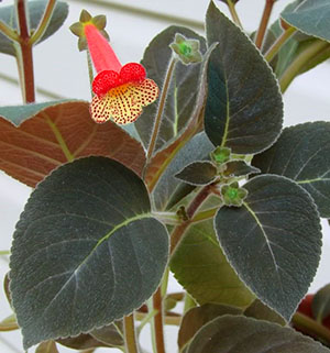 Kolotia Bogotskaya s temno obarvanim listjem
