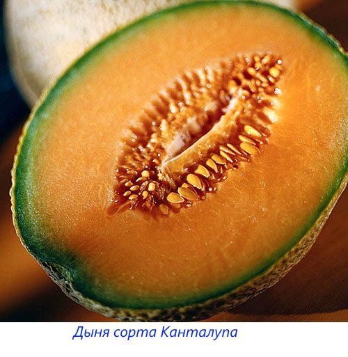Melona sorte Cantaloupe