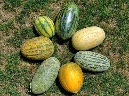 Olika sorter av meloner
