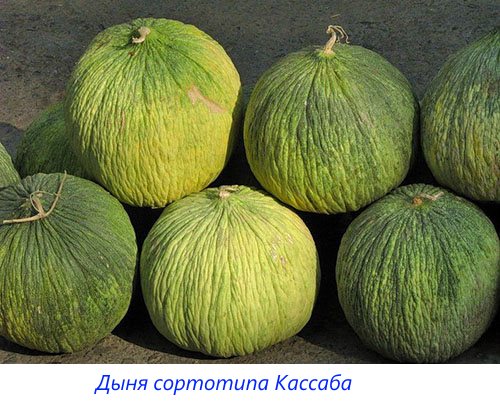 Melone vrste Kassab