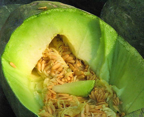 Zimska odporna melona je uporabna do konca zime