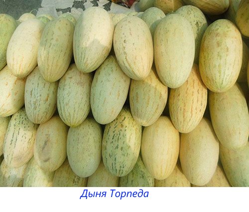Melon Torpedo