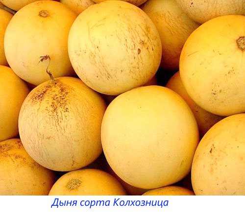 Melon vrste Kolhoznitsa