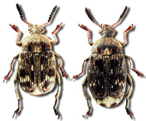 Beetle Bruchus