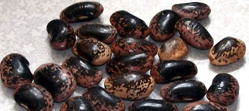 Čierne fazule nie sú napadnuté zrnami