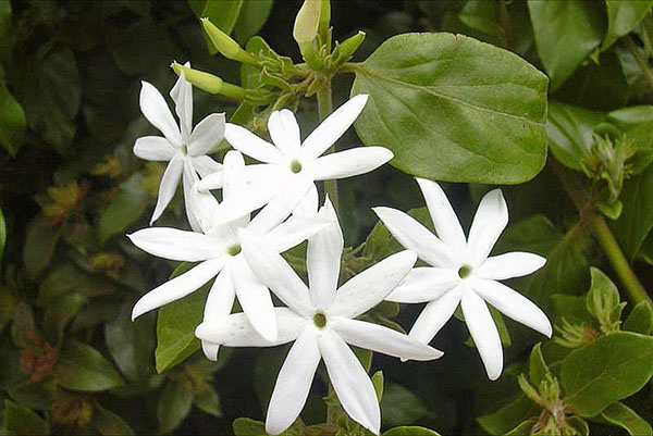 jasmine officinalis