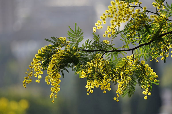 Acacia silverfärgad på våren