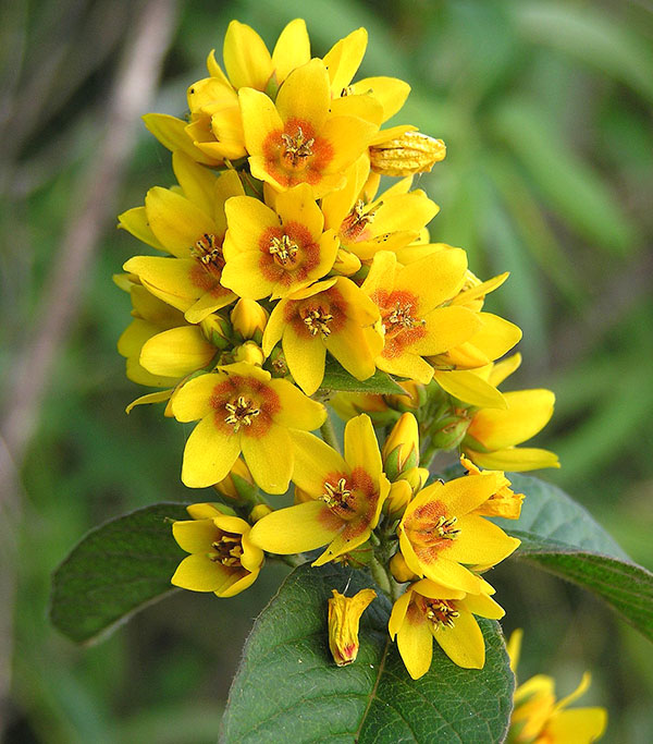 ryškios geltonos stuburo gėlės