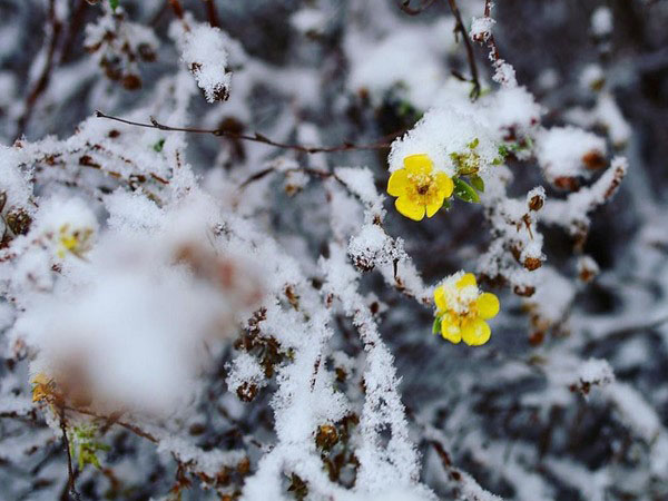 blommor under snön