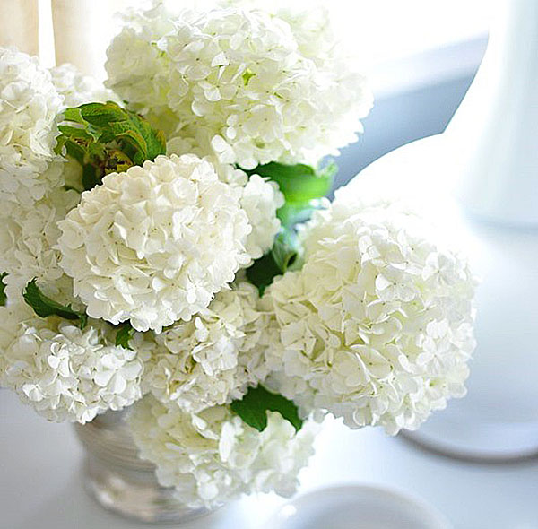 flores de hortênsia branca de neve