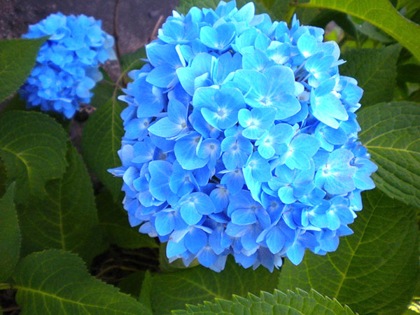 flores de hortênsia azul