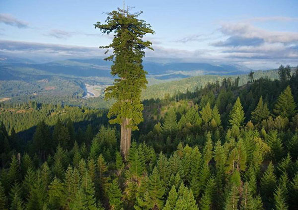 pokok redwood