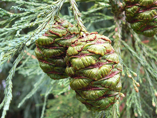 cones of sequoias