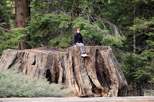 panj cut Redwoods