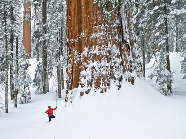 sequoia på vintern