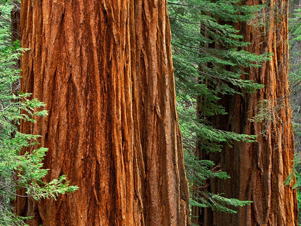 Redwoodas