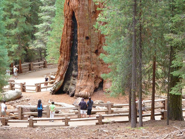 största sequoia