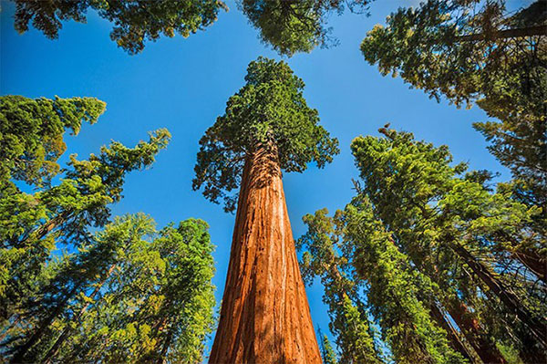 hutan sequoia