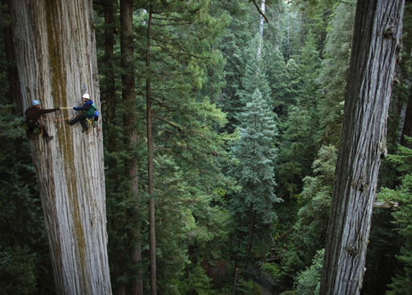 ciri hutan sequoia