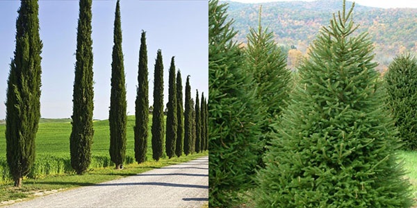 Cypress dan spruce