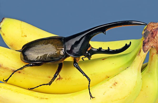 insectele mănâncă penis penis inserat
