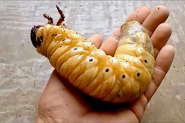 larva kumbang