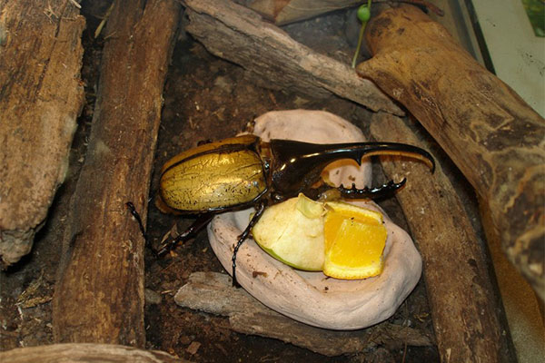 kumbang Hercules adalah haiwan kesayangan