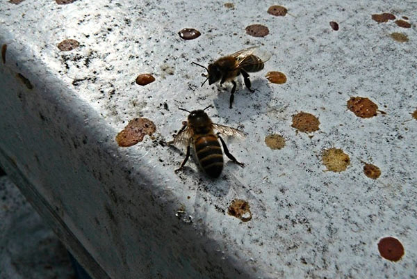 Eerste vlucht van bijen
