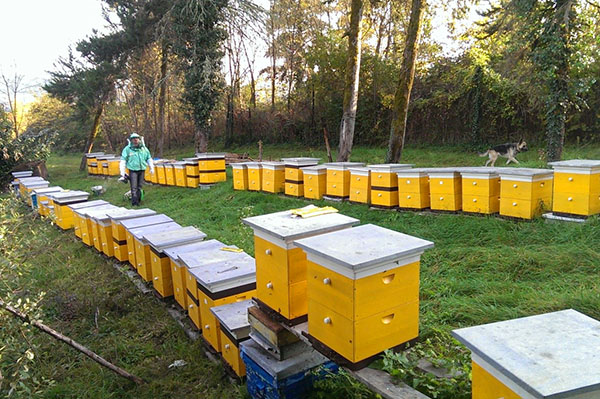 การสร้างผึ้ง