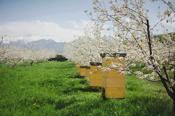 Смештај пчелиње у башти