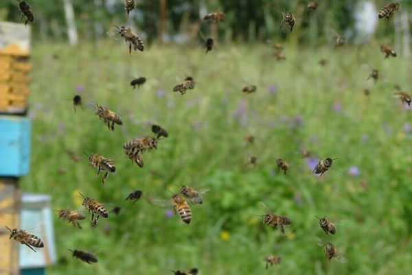 İşte arılar