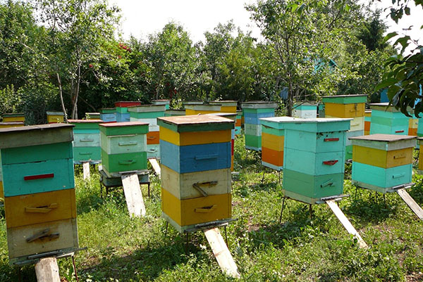 Correct uitgevoerde voorbereidende werkzaamheden bij de bijenstal zullen voor een goede omkoping zorgen
