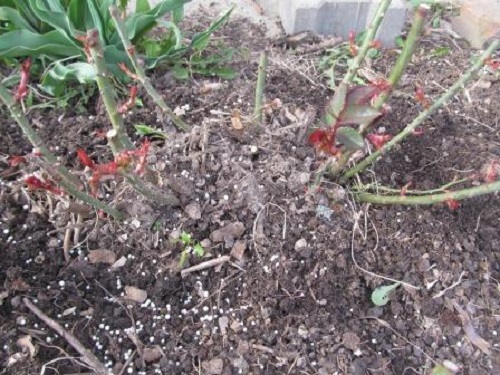 mulchrozen in het voorjaar