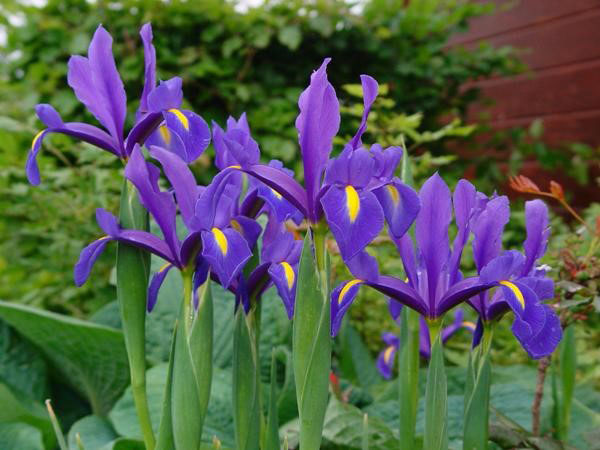 razne irises na vrtu