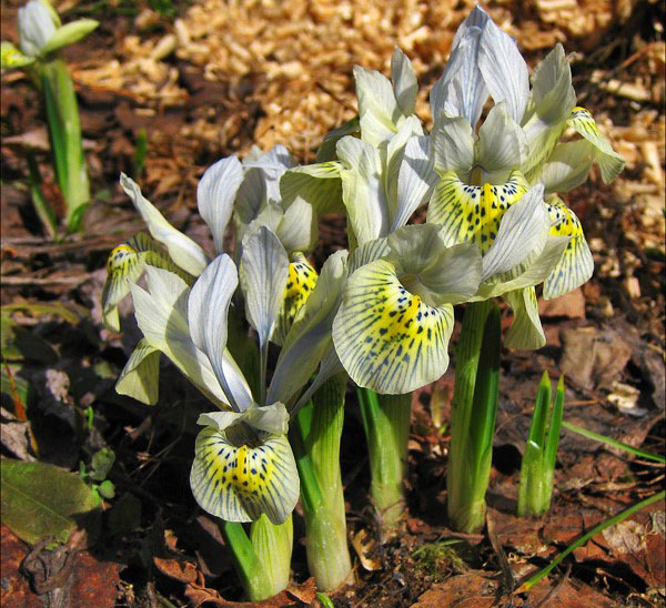 Iris bloeide