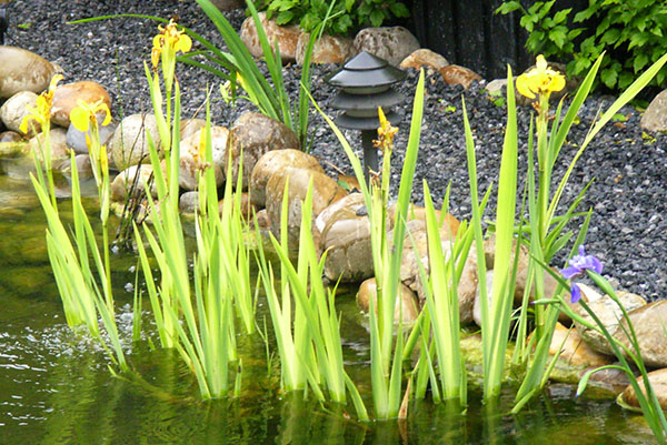 močvirske irises