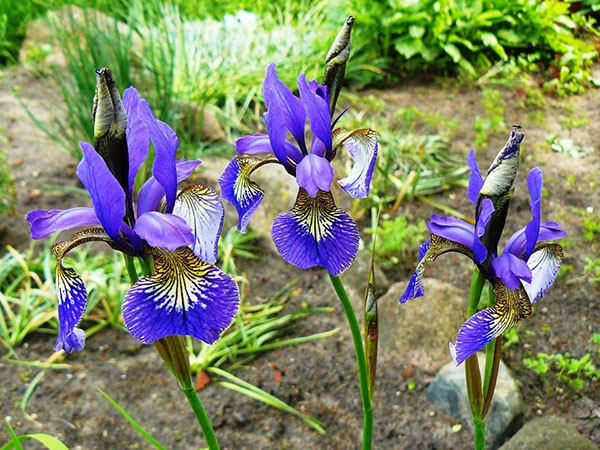 nizozemski irises
