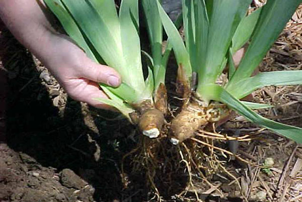 deling van een struik van irissen voor reproductie