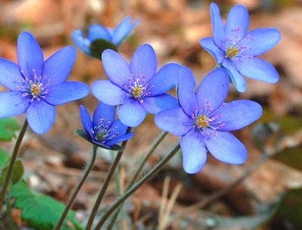 blå blomster