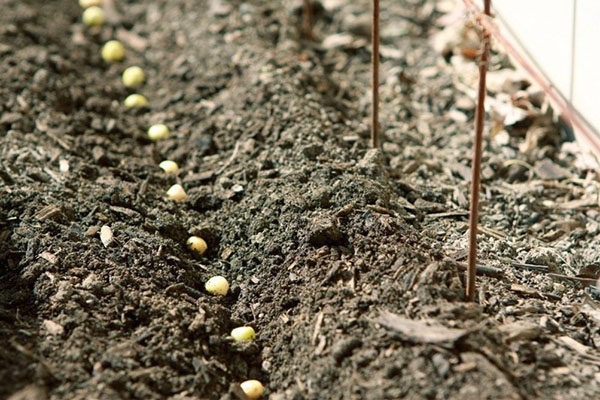 het planten van erwtenzaden in de volle grond