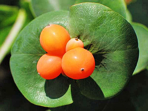 Frukt av kaprifoljonhuvud