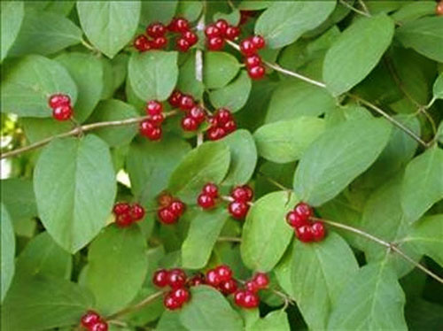 Berries of hattanysuckle Tatar