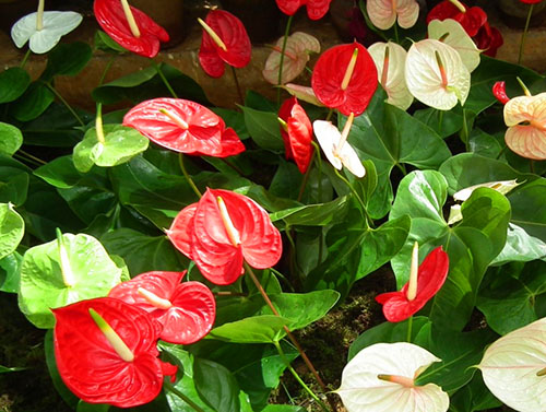 Rode anthurium bloeiwijze