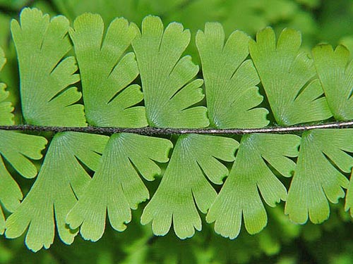 铁线蕨尾叶（A. caudatum）