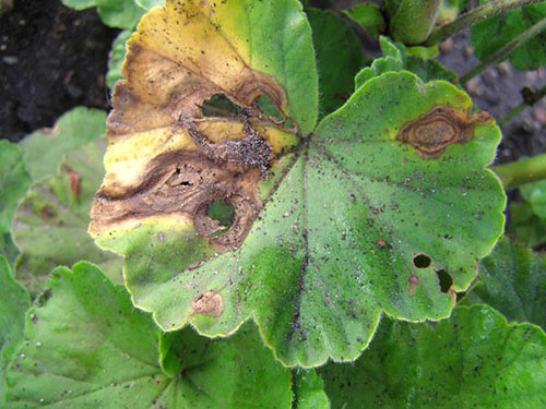 Folhas danificadas de pelargonium