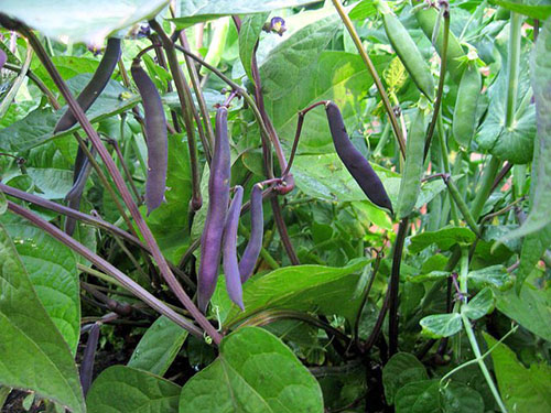 豆绿色紫罗兰