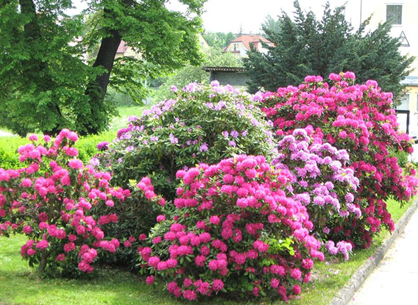 rhododendronii din grădină