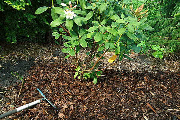 ta hand om rhododendron på det öppna marken